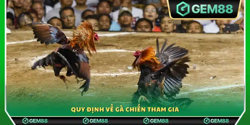 Các quy tắc áp dụng cho gà chiến tham gia đấu