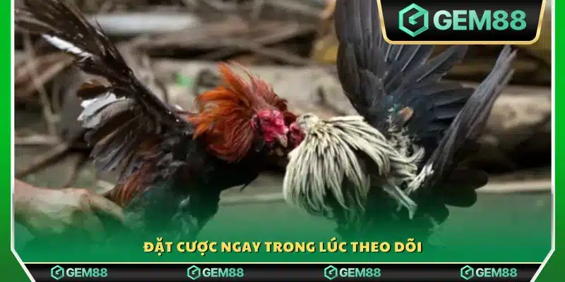 Vừa xem đá gà trực tiếp vừa đặt kèo liền tay